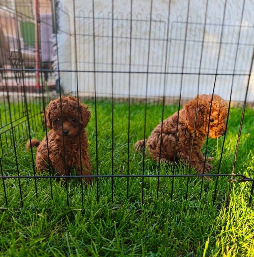 TOY POODLE YAVRULARIMIZ