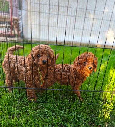 TOY POODLE YAVRULARIMIZ