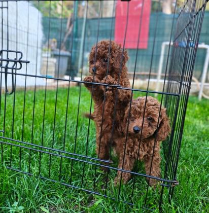 TOY POODLE YAVRULARIMIZ