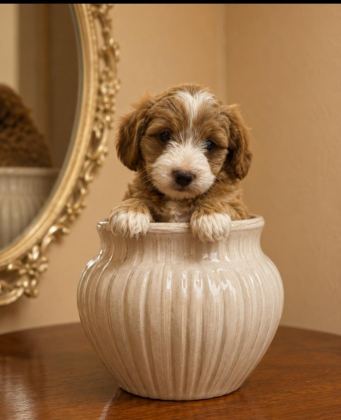 HARİKA POODLE ÇOCUKLAR