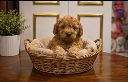 HARİKA POODLE ÇOCUKLAR