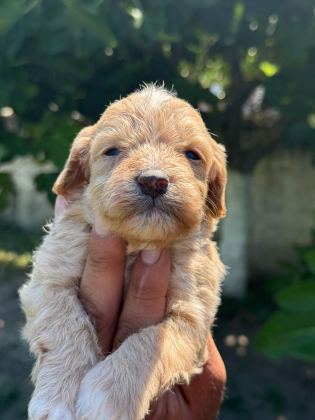 DUNYA TATLISI MALTİPOO MİNİKLER