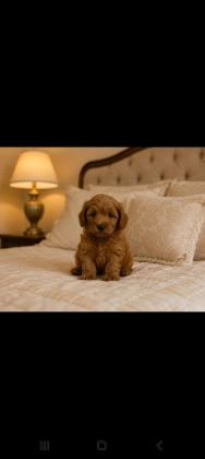 HARİKA POODLE ÇOCUKLAR