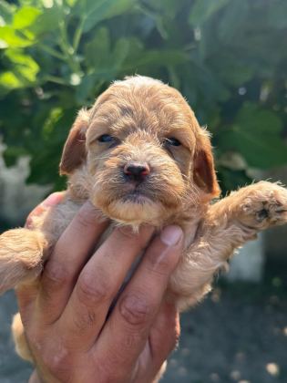DUNYA TATLISI MALTİPOO MİNİKLER