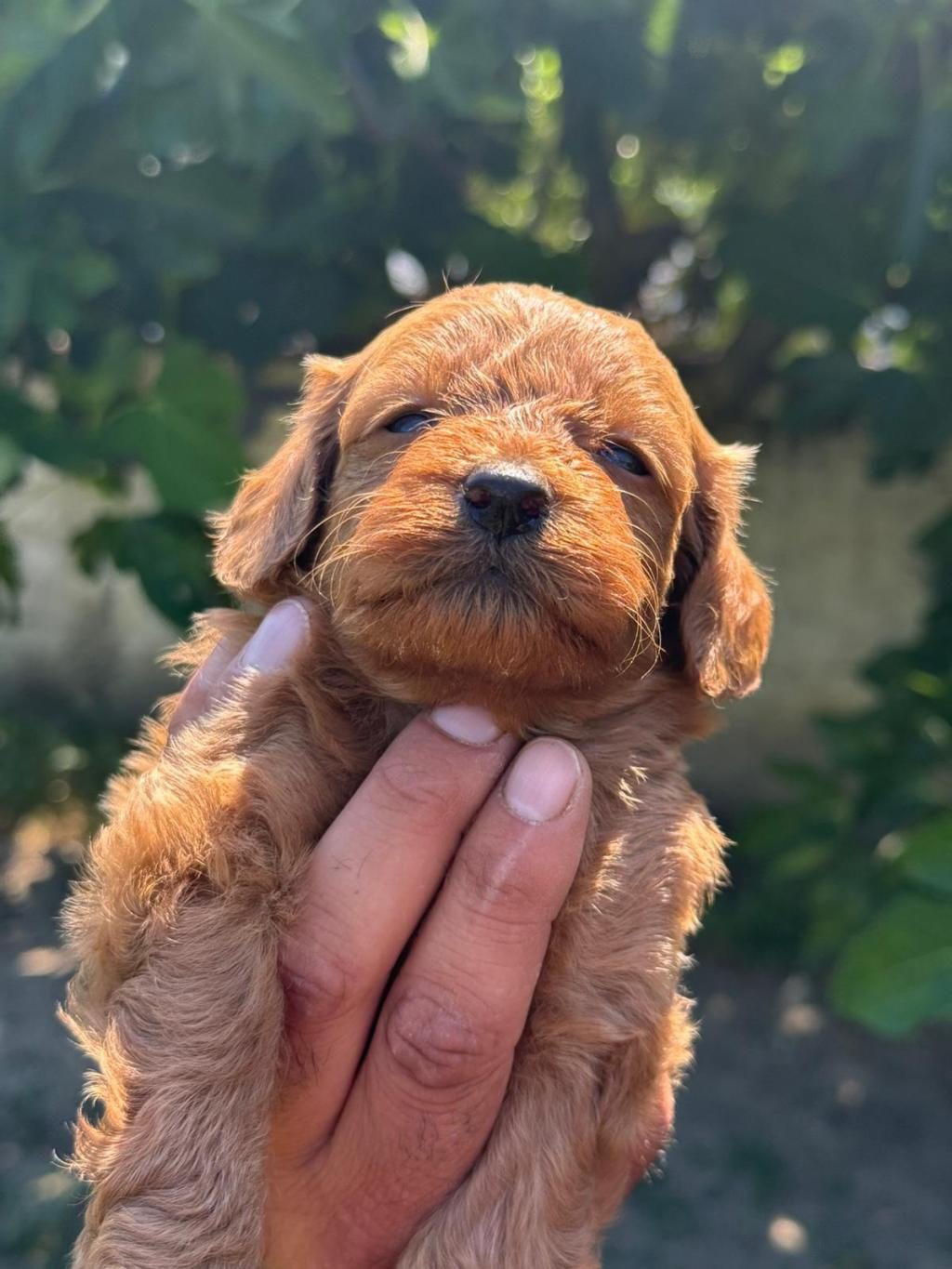DUNYA TATLISI MALTİPOO MİNİKLER