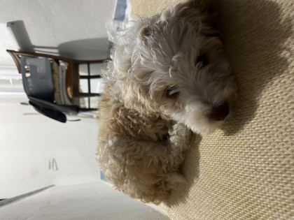 ACİL SICAK YUVA KÖPEĞİMİZE