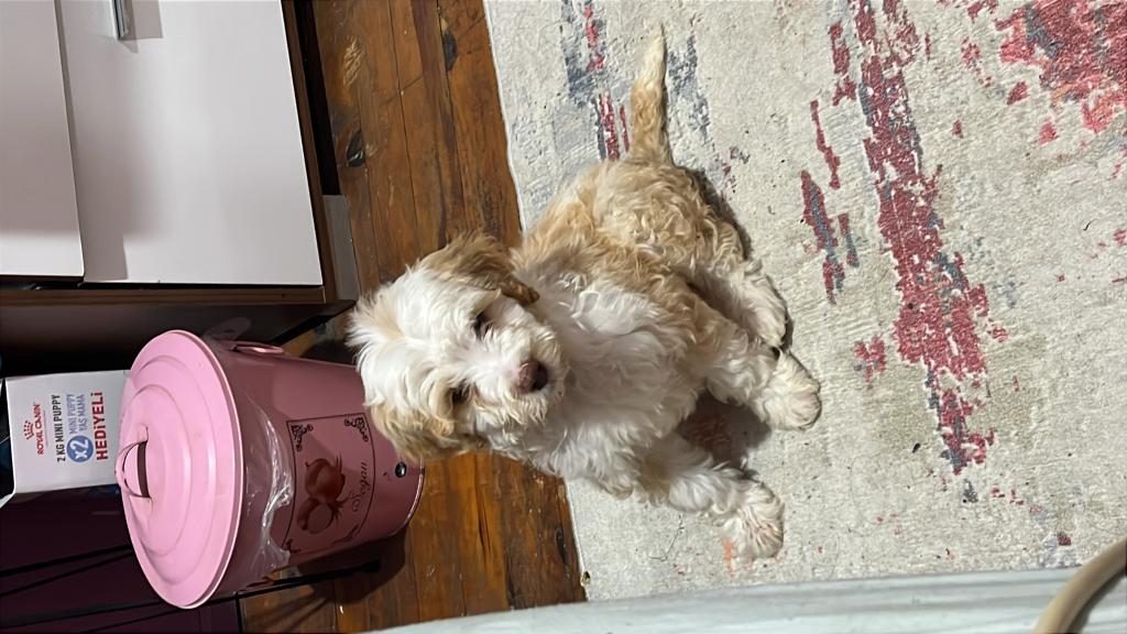 ACİL SICAK YUVA KÖPEĞİMİZE
