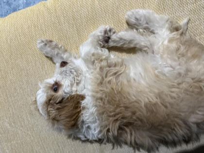 ACİL SICAK YUVA KÖPEĞİMİZE