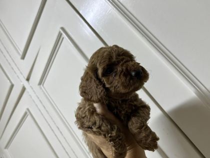 SEVECEN TATLI POODLE BEBİŞLER