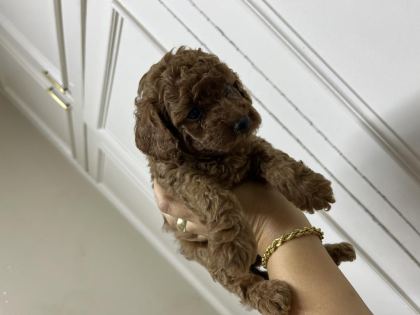 SEVECEN TATLI POODLE BEBİŞLER