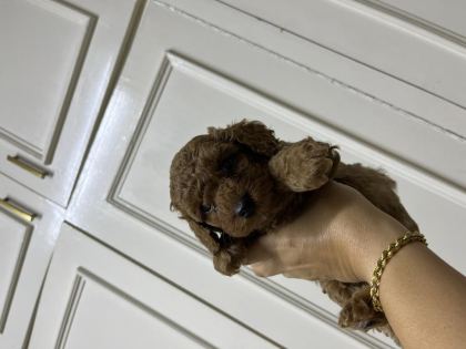 SEVECEN TATLI POODLE BEBİŞLER