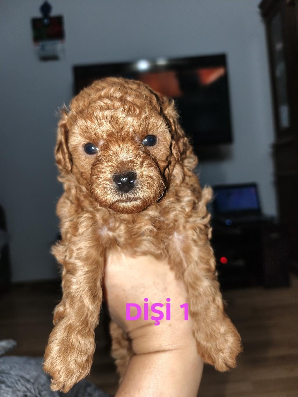 TOY POODLE YAVRULARIMIZ SAHİPLENDİRİLECEK