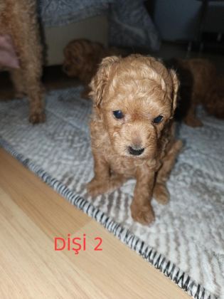 TOY POODLE YAVRULARIMIZ SAHİPLENDİRİLECEK