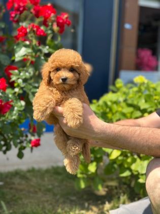 HARİKA TOY POODLE YAVRULARIMIZ