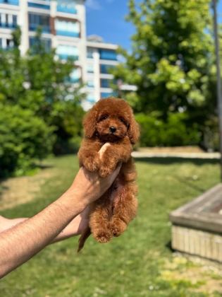HARİKA TOY POODLE YAVRULARIMIZ