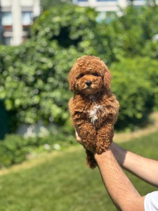 HARİKA TOY POODLE YAVRULARIMIZ