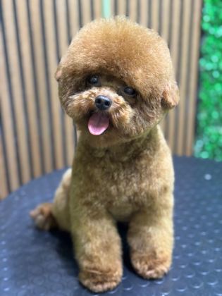 ERKEK KALITE POODLE YAVRULARI