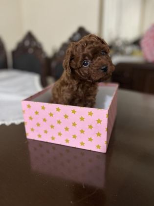 ERKEK KALITE POODLE YAVRULARI