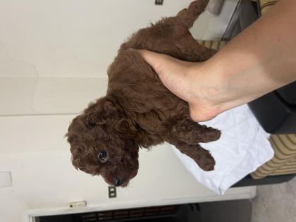 ERKEK KALITE POODLE YAVRULARI