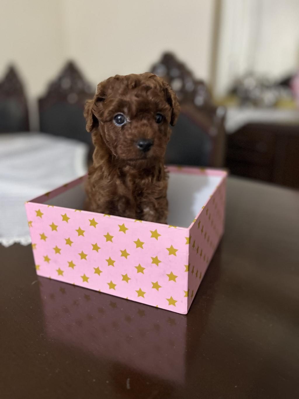 ERKEK KALITE POODLE YAVRULARI