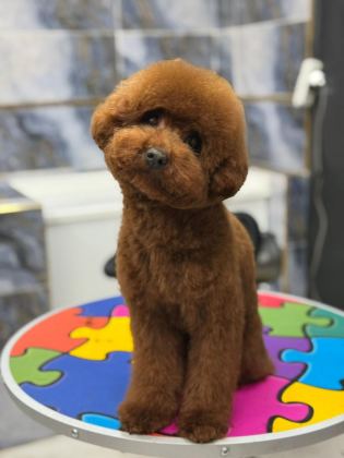 ERKEK KALITE POODLE YAVRULARI