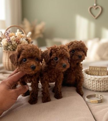 MİKRO BOY BEBEKLER VE 4 AYLIK DİŞİ DARKRED TOY POODLE