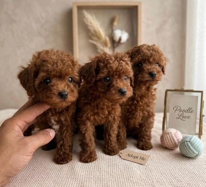 MİKRO BOY BEBEKLER VE 4 AYLIK DİŞİ DARKRED TOY POODLE