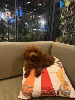 MİKRO BOY BEBEKLER VE 4 AYLIK DİŞİ DARKRED TOY POODLE