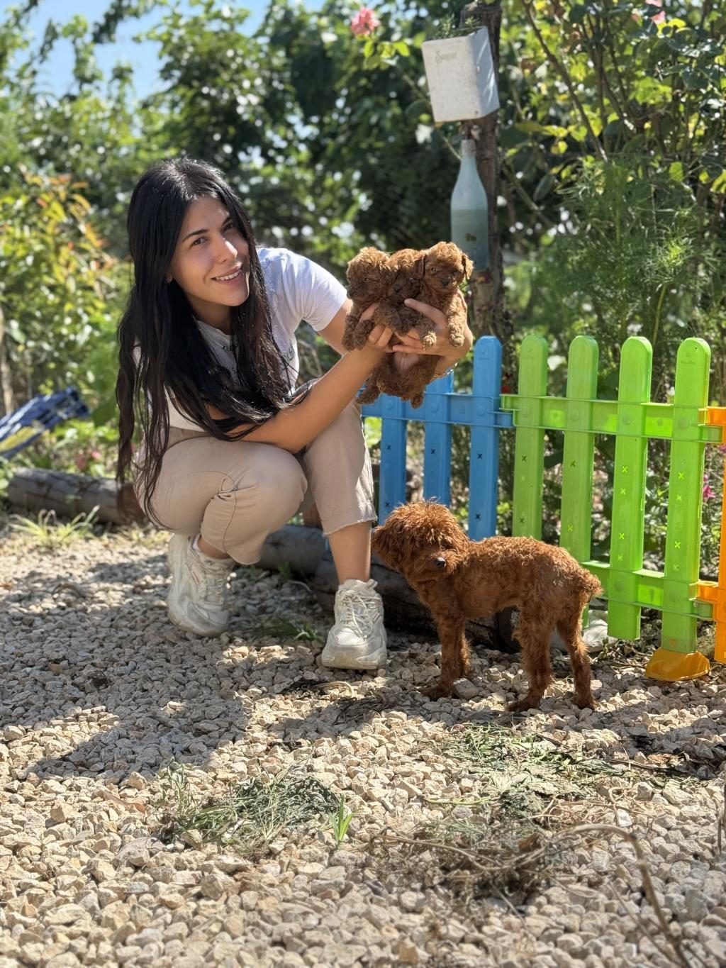 MİCRO TEACUP BOY KORNEA POODLE BEBEKLER