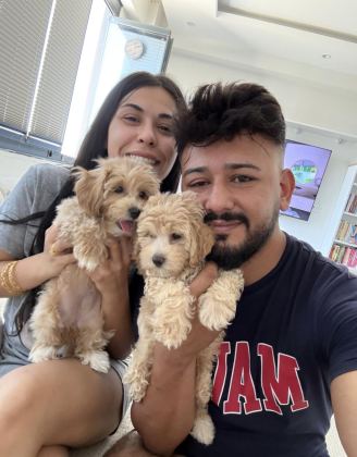 TEACUP BOY MALTİPOO BEBEKLER