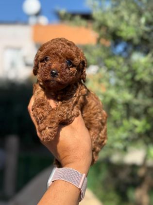 BÜYÜMEYEN KORSA POODLE BEBEKLERİMİZ
