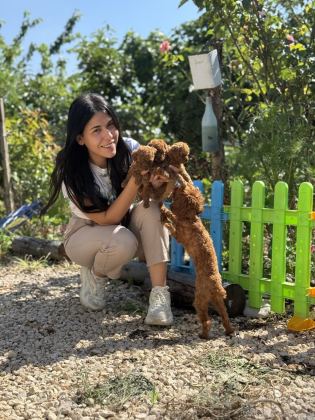 MİCRO TEACUP BOY KORNEA POODLE BEBEKLER