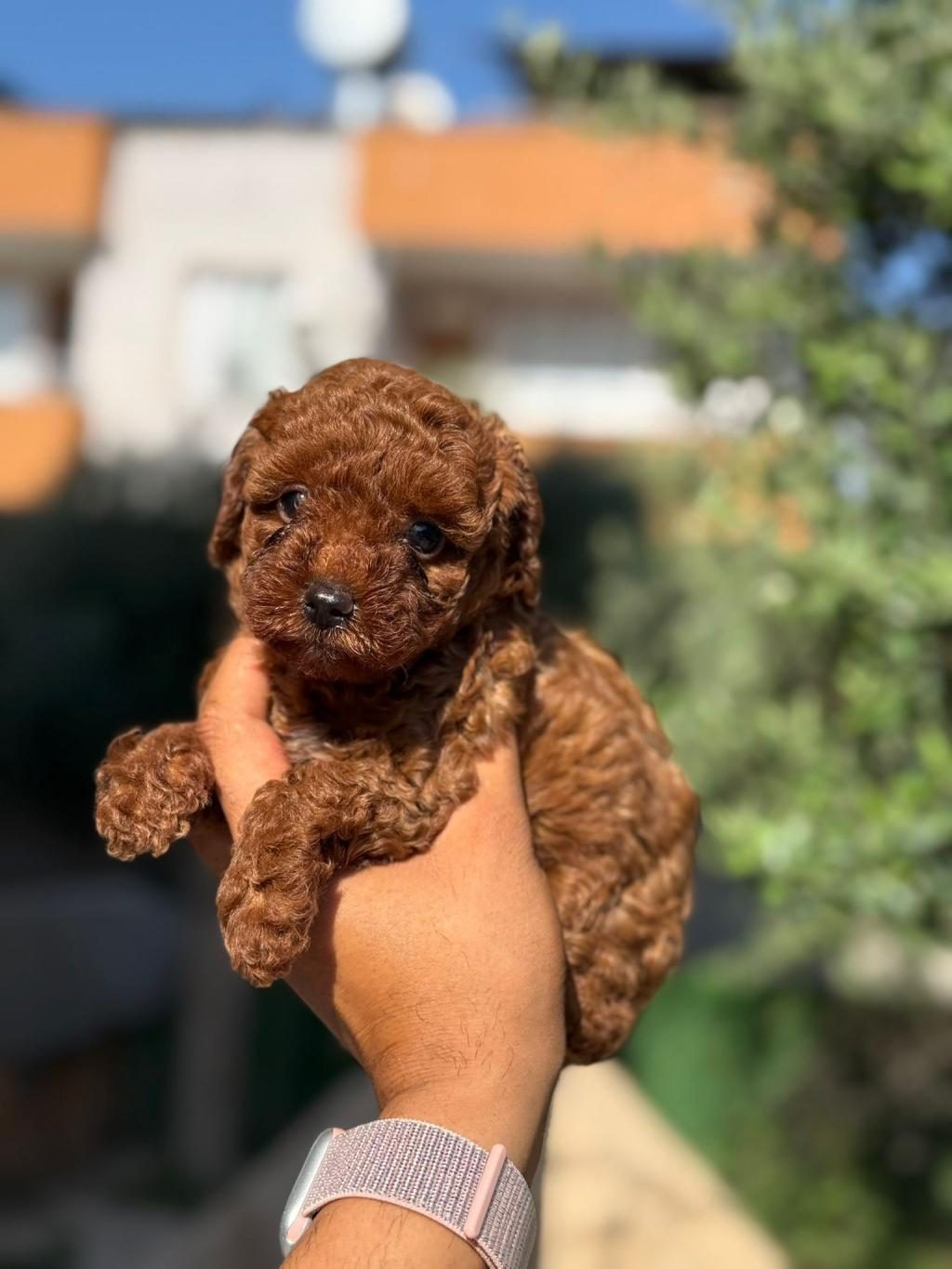 BÜYÜMEYEN KORSA POODLE BEBEKLERİMİZ