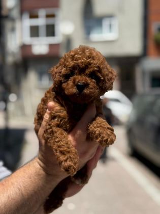 YAVRU TOY PODDLE AŞILI VE ÇİPLİ ERKEK YADA DİŞİ