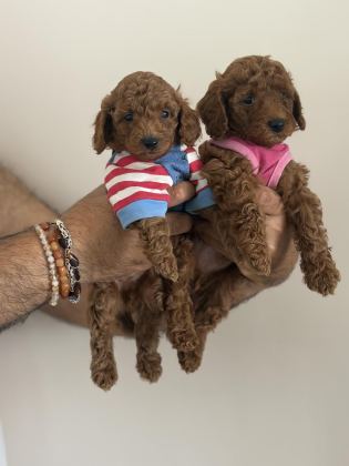 EVDE BÜYÜYEN POODLE BEBEKLERİM