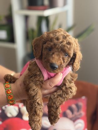 EVDE BÜYÜYEN POODLE BEBEKLERİM
