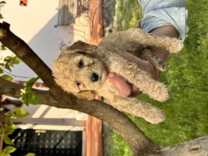 TOY POODLE 40 GÜNLÜK