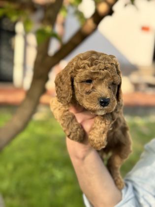 TOY POODLE 40 GÜNLÜK