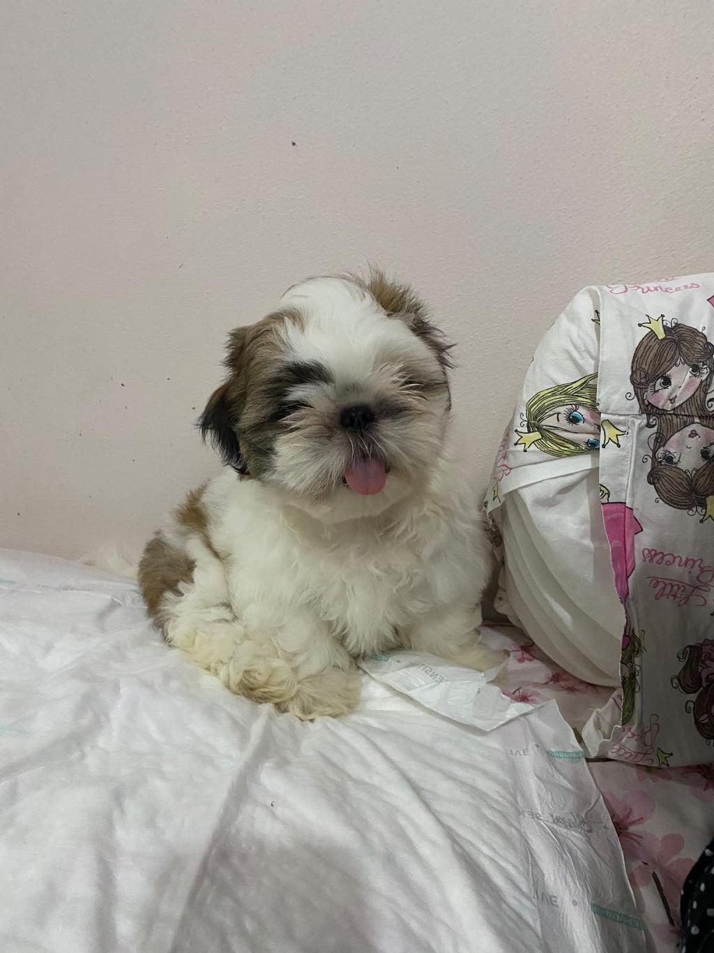 SHİH TZU ERKEK BEBEK
