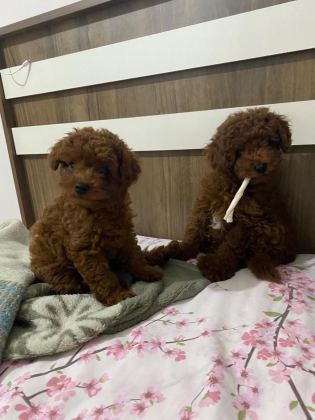 TOY POODLE DİŞİ VE ERKEK BEBEKLER