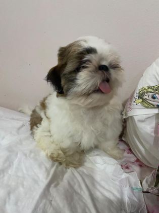 SHİH TZU ERKEK BEBEK