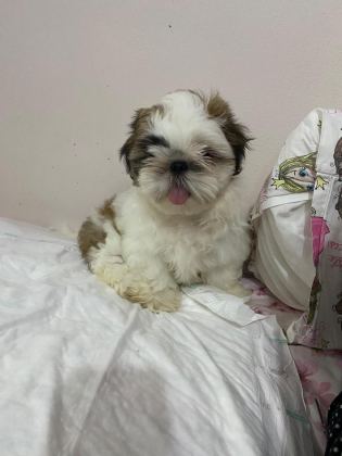 SHİH TZU ERKEK BEBEK