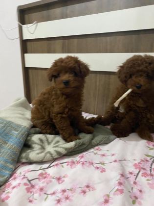 TOY POODLE DİŞİ VE ERKEK BEBEKLER