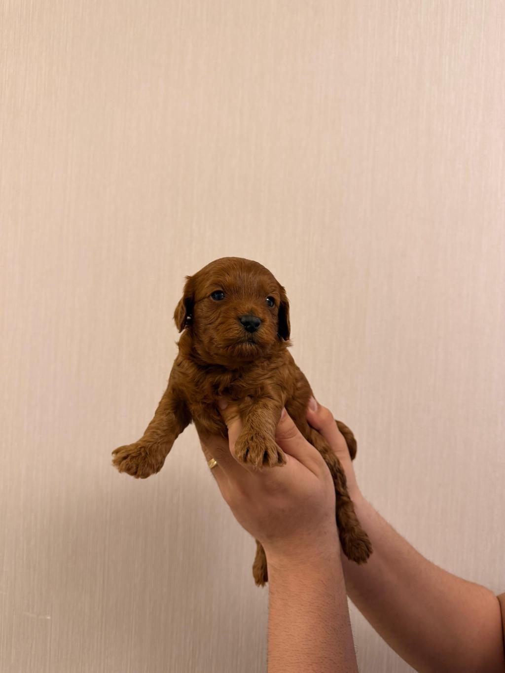 TOY POODLE KÖPEĞİMİZ TARÇIN