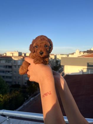 EV ÜRETİMİ TOY POODLE YAVRULARIMIZ
