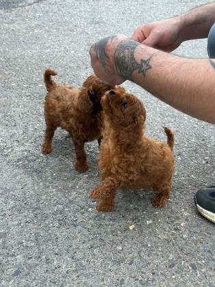 TOY POODLE RED BROWN DİŞİ VE ERKEK
