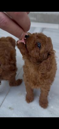 TOY POODLE RED BROWN DİŞİ VE ERKEK