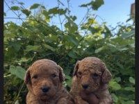 RED MİNİ POODLE YAVRULAR