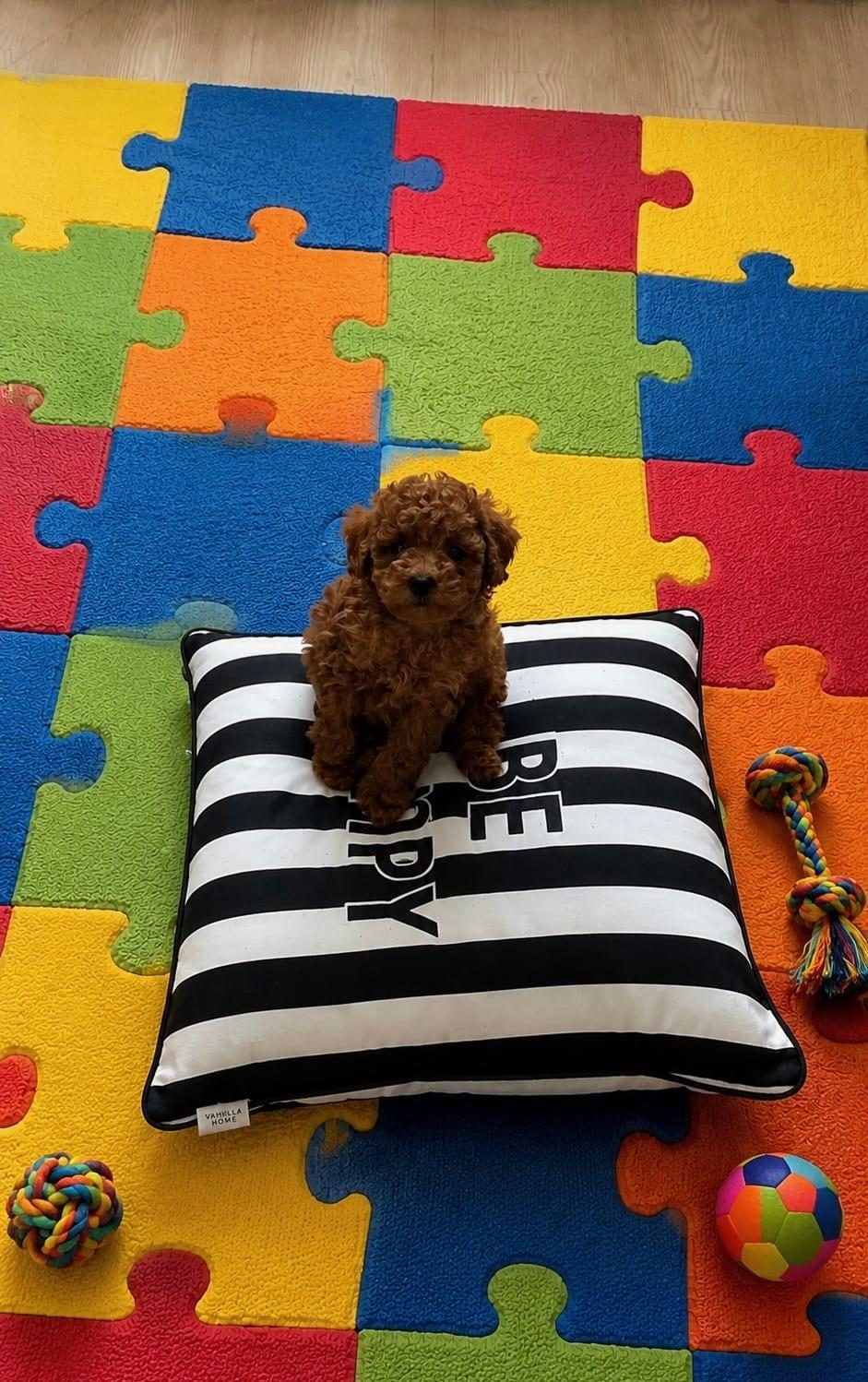 EV ÜRETİMİ AŞILI ORJİNAL TOY POODLE