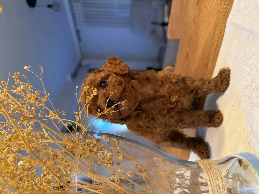 SAFKAN 1 ERKEK VE 1 DİŞİ TOY POODLE